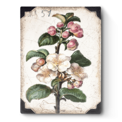 462-Apple-Blossom