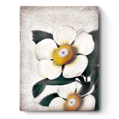487-White-Blossom