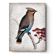 R-T485-Waxwing