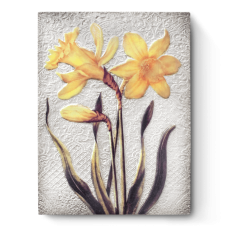R-T509-Daffodils